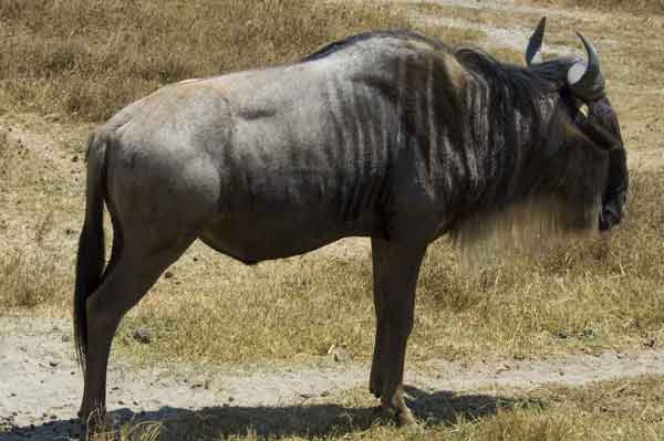 Antílope Ñu - cráter del Ngorongoro - Tanzania 1.jpg